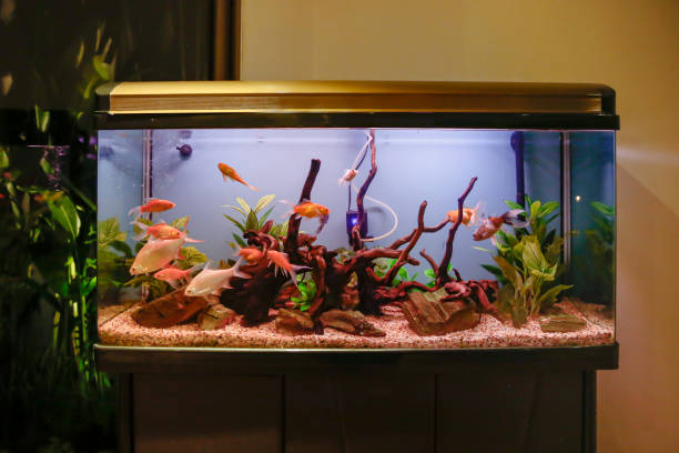 5-Gallon Vertical Fish Tank