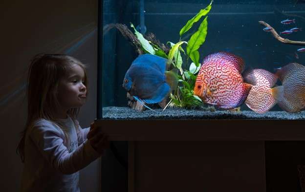 Modern Fish Tank Ideas
